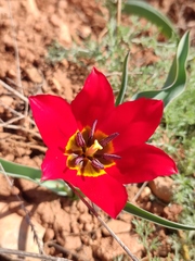 Tulipa suaveolens
