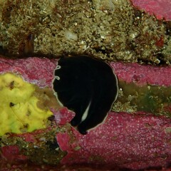 Pseudoceros prudhoei