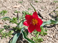 Tulipa suaveolens