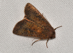 Condica