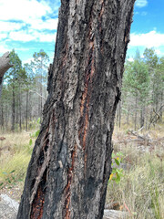Eucalyptus caleyi