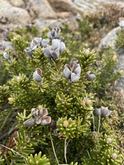 Orites revolutus
