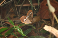 Pierella nereis