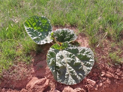 Rheum tataricum