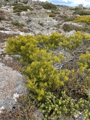 Orites acicularis