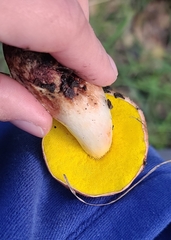 Aureoboletus flaviporus