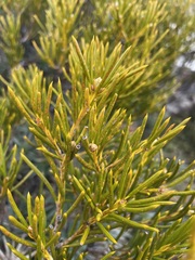 Orites acicularis