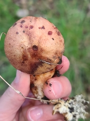 Aureoboletus flaviporus