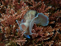 Hydatina physis