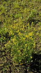 Rorippa curvisiliqua occidentalis