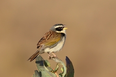 Coryphaspiza melanotis