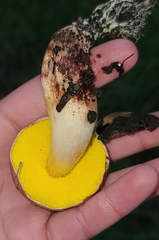 Aureoboletus flaviporus