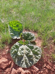 Rheum tataricum