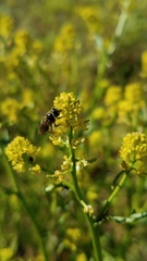 Rorippa curvisiliqua occidentalis