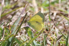 Eurema smilax