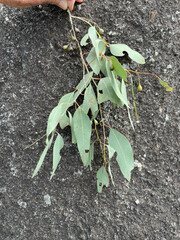 Eucalyptus caleyi