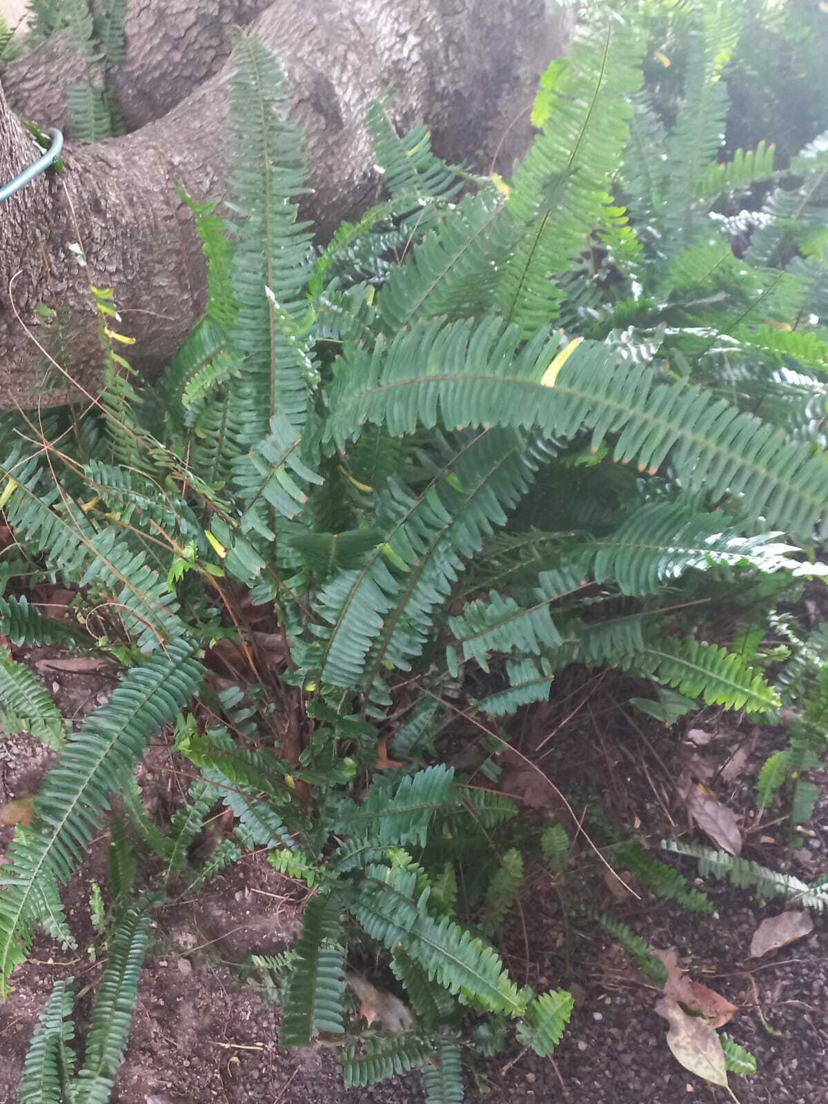 Cyathea corallifera