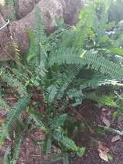 Cyathea corallifera