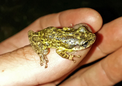 Scinax nasicus