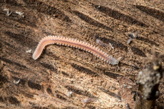 Gosodesmus claremontus