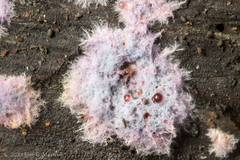 Punctularia atropurpurascens