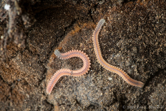 Gosodesmus claremontus