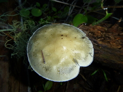 Stropharia ambigua