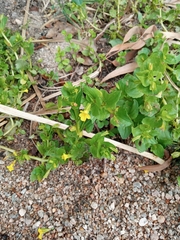 Erythranthe glabrata