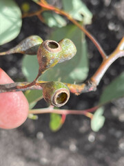 Eucalyptus caleyi