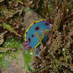 Hypselodoris bennetti