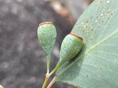Eucalyptus caleyi