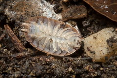 Porcellio dilatatus