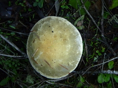 Stropharia ambigua
