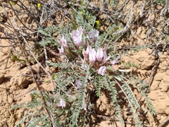 Astragalus testiculatus
