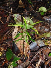 Podocarpus neriifolius