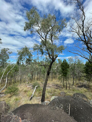 Eucalyptus caleyi