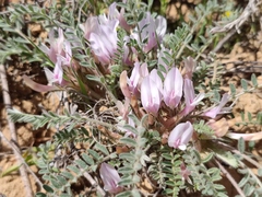 Astragalus testiculatus