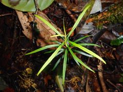 Podocarpus neriifolius