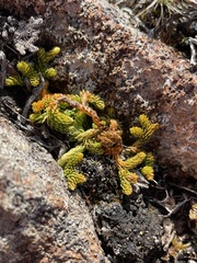 Austrolycopodium fastigiatum