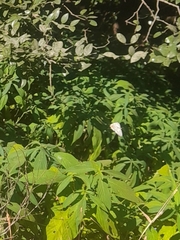 Cyrestis thyodamas indica