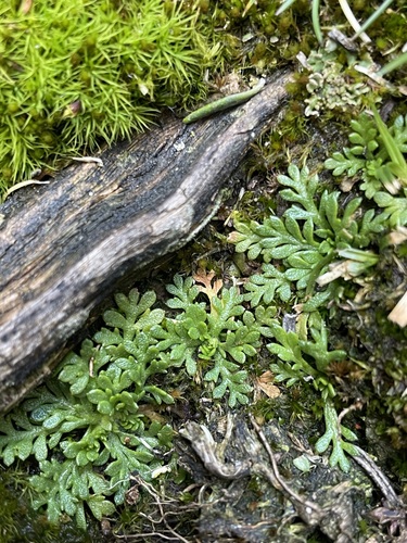Image of Cotula alpina by (c) Matt Berger, some rights reserved (CC BY)