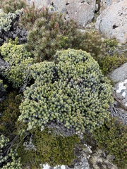 Ozothamnus ledifolius