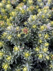 Ozothamnus ledifolius