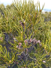 Orites acicularis