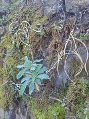 Boechera breweri shastaensis