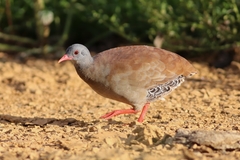 Crypturellus parvirostris