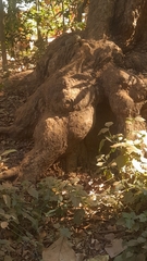 Funambulus palmarum