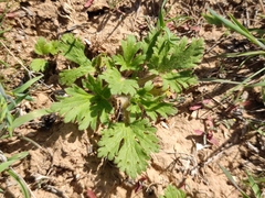 Ranunculus oxyspermus