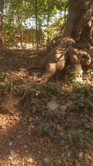 Funambulus palmarum
