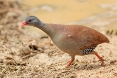 Crypturellus parvirostris